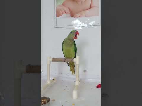 Meethu || Talking Parrot||Green Parrot || Cute Bird || Alexander Parrot 😍