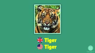 Zoo animals English vocabulary