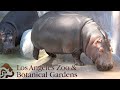 Los Angeles Zoo 2020 Tour & Review with The Legend