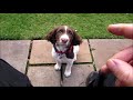 english springer spaniel at 10 weeks Percy の動画、YouTube動画。