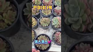 이쁜다육들이 너무나 가득한 민이네다육💕 #succulent #cactus #flower #plant 010-6863-0625