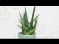 Sansevieria cylindrica "Wild"