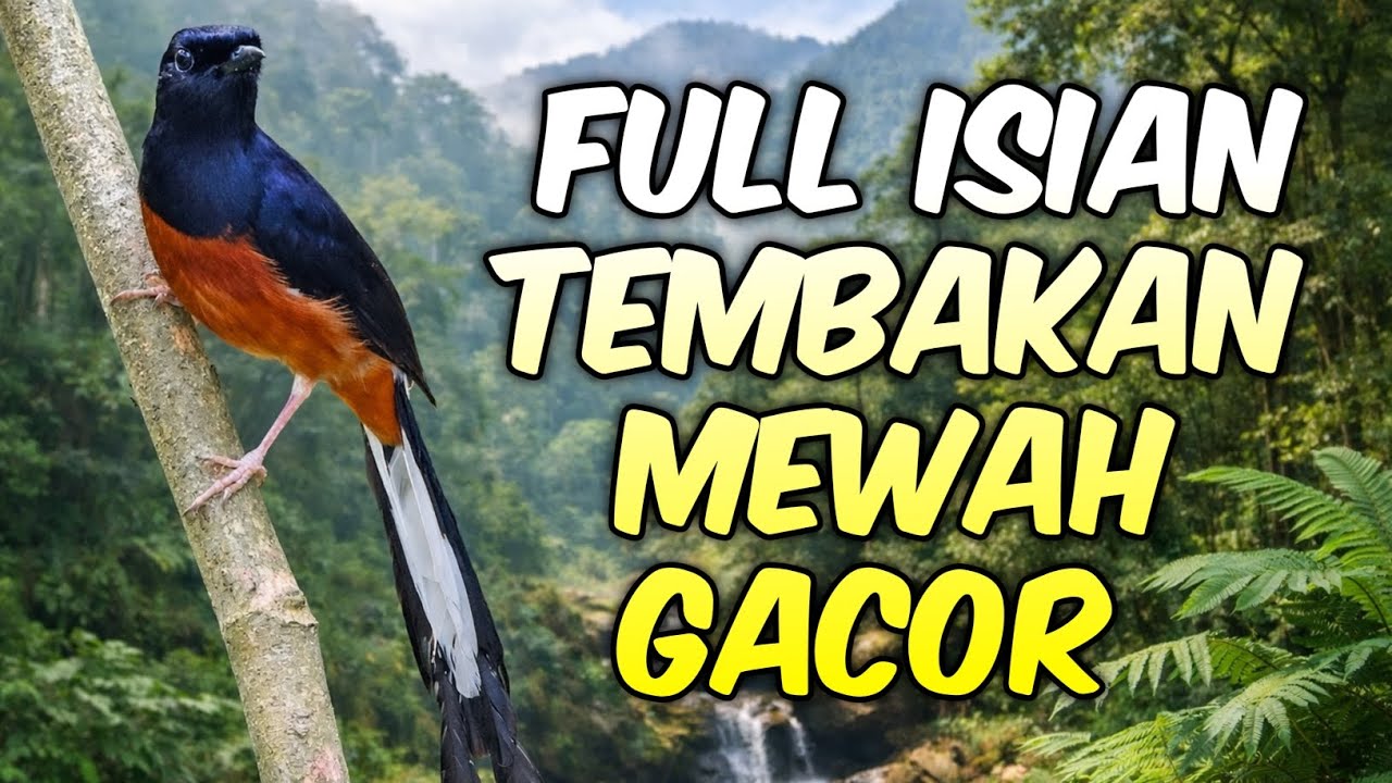 Full Isian Tembakan Murai Fighter Gacor Memancing Lawan Agar Bongkar Materi Lengkap