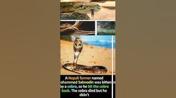 duniya ke sabse khatarnak saamp King cobra snake video short Nag nagin #shorts #viral #snake