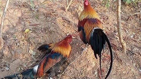 poj qaib seev dib  tuaj zoo 100%