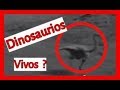 Dinosaurios Vivos Entre Nosotros ? - Dinosaurios Vivos En La Tierra