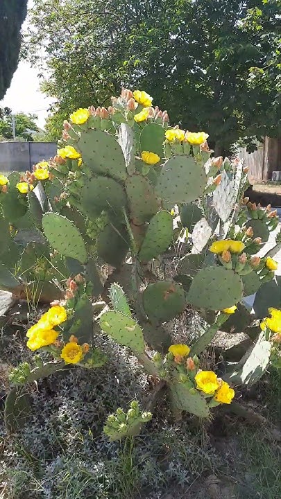Огромный цветущий кактус!!!🌵😍 # цветущие кактусы#отдыхвкрыму #юбк # ...