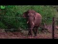 Young Tusker is waiting to destroy an electric fence
