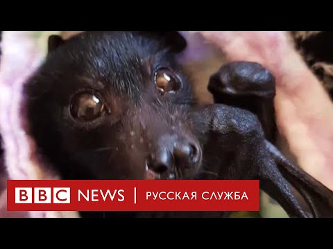 Помогут ли летучие мыши в борьбе с коронавирусом? Помогут ли летучие мыши в борьбе с коронавирусом?
