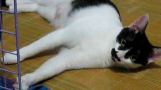20091118晚上小三八自己在玩很激動 １.asf