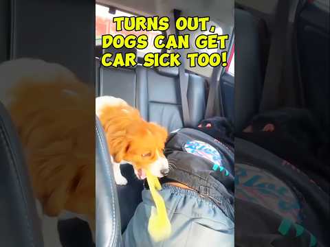 Unique Fact Dogs Can Get Car Sick Too Shorts 