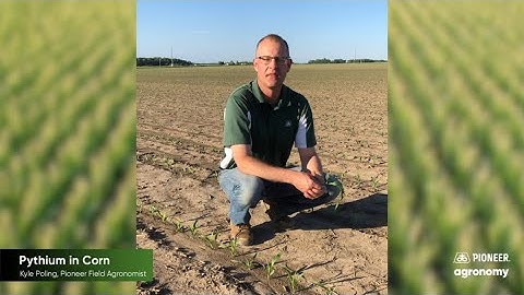 Corn Disease Pressure: Pythium