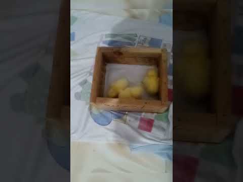 اشتريت لأحفادي ثلاث كتاكيت