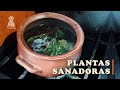 Kiwan Jambik Mama-​​ Especialista en plantas medicinales | REPORTAJE BMS