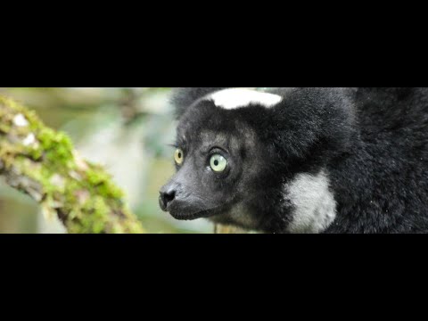 Video: Animali del Madagascar: fauna unica dell'isola