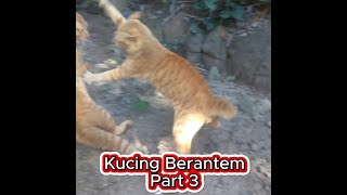 Kucing Berantem Part 3