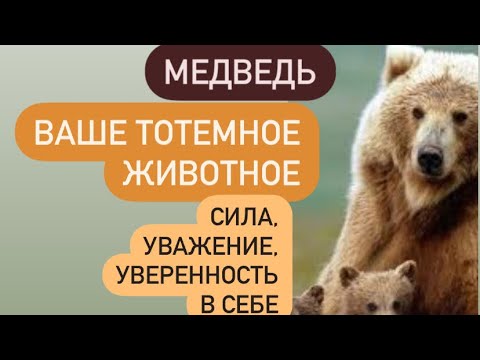 МЕДВЕДЬ- тотемное животное# какую силу вам даёт и какие уроки несёт в вашу жизнь#?