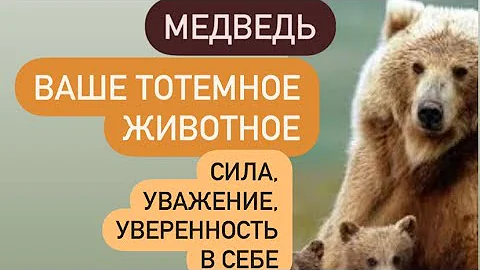 МЕДВЕДЬ- тотемное животное# какую силу вам даёт и какие уроки несёт в вашу жизнь#?