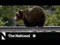 #TheMoment Banff&#39;s famous grizzly &#39;The Boss&#39; emerged from hibernation