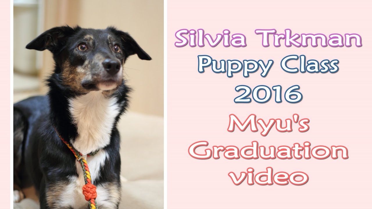BC Myu, Silvia Trkman's puppy class 2016 - Graduation video
