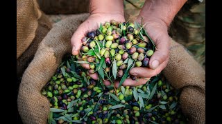 Arbequina Récolte à La Main 2020 Arbequina Récolte à La Main 2020
