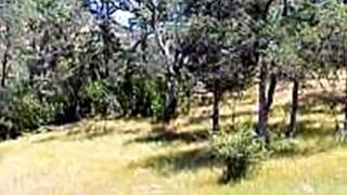 3441 Appaloosa Way video tour