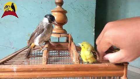 Cara Meloloh dan Merawat Anakan Burung SIRTU / CIPOH | Unboxing #HF-0066