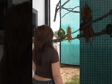 Bao The Whale MATCHES Siren S Energy Alveus