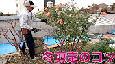 バラの剪定方法 露地植えの木立性バラ プレイボーイ の冬剪定 Youtube
