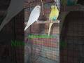 New collection at home albino and piet budgies #budgielove #budgies #budgie #budgiesparrots