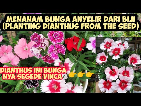 Video: Menanam Benih Anyelir - Cara Menanam Bunga Anyelir