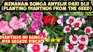 Menanam Bunga Dianthus/Anyelir dari biji ( Planting Dianthus from the Seed)
