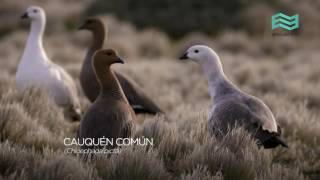 Equilibrios. Parques nacionales: Parque Nacional Monte León - Canal Encuentro HD