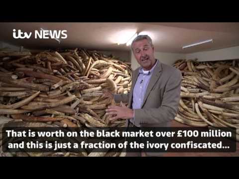 Huge haul of illegal ivory
