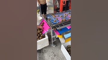 sorting machine|fruit sorting machines|tomato sorting machine|grading machine #food