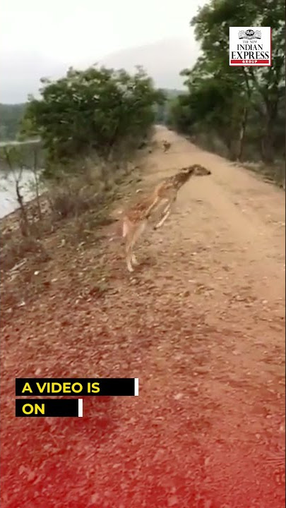 'Flying’ deer stuns internet in jaw-dropping viral video | Shorts