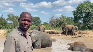 Mambo, a young elephant bull of the Jabulani Herd goes missing! Tigere shares the story!