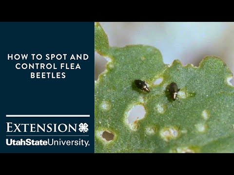 Video: Zatiranje zelenjavnih bolhih hroščev - kako ubiti bolšje hrošče v zelenjavi