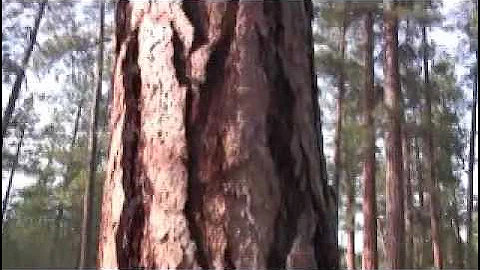 Northwest Old Growth Forest Legacy Campaign