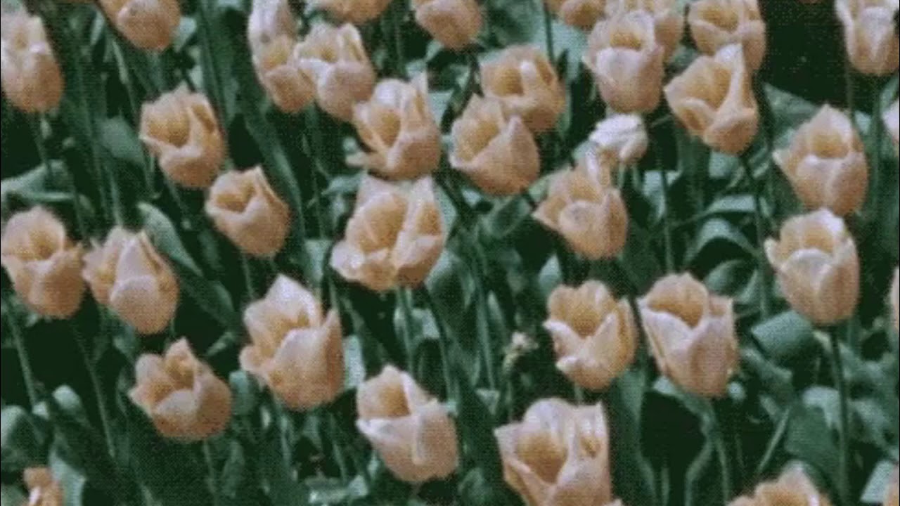 Yxngxr1 - Famous (Prod. Sad Centaur x Maxokoolin)