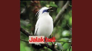 Jalak Bali
