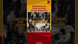 Keberhasilan Tidak Datang Dalam Semalam motivasi peternakayam
