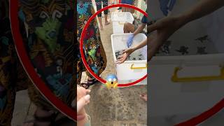 Cette Famille A Sauvé Son Bébé Tortue De Mer Rachaelnicolee Tt