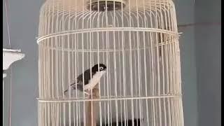 RAMBATAN DORAEMON/CASPER gacor dor