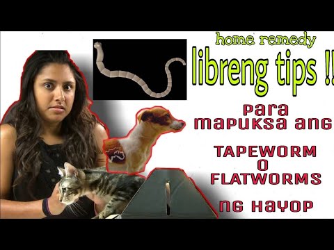 Video: Paano Magagamot Ang Mga Tapeworm Sa Mga Aso - Paano Magagamot Ang Mga Tapeworm Sa Cats