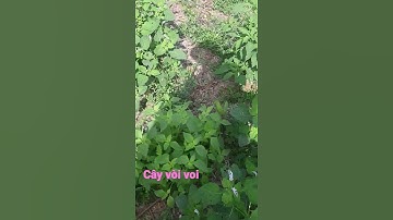 cây vòi voi ( viêm da cơ địa, mẫn ngứa, á sừng, vảy nến...)