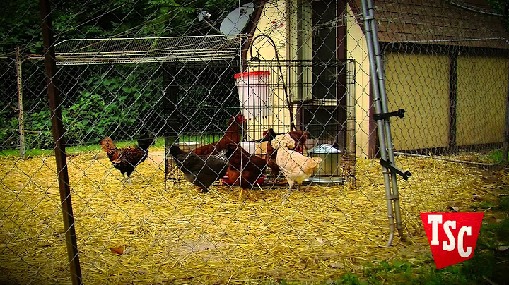 How to Integrate New Chickens into your Flock | Tractor Supply Co.