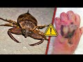 Las Criaturas Más Venenosas: Esta Pesadilla De Insecto Podría Vivir Cerca De Ti