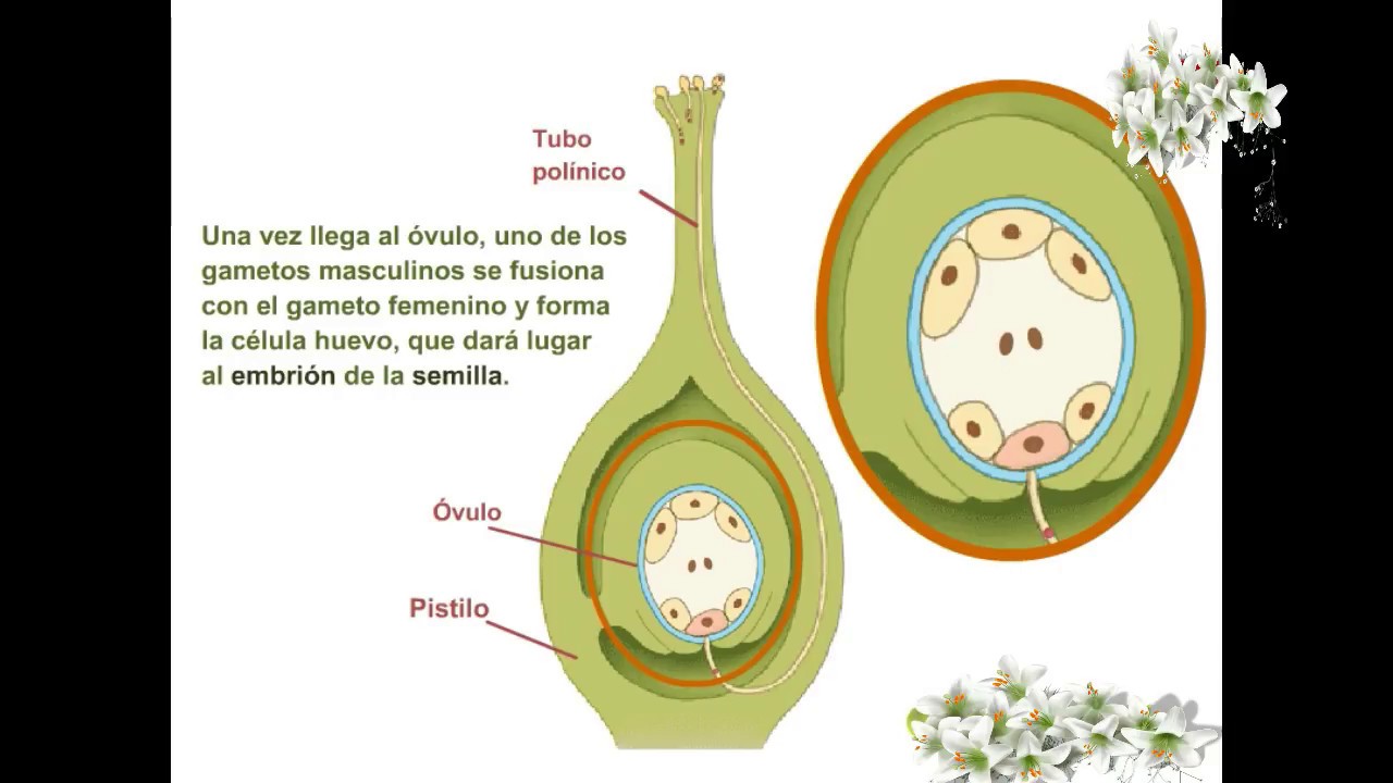 Formacion de la Semilla agronomosrd YouTube Formacion de la Semilla agronomosrd YouTube