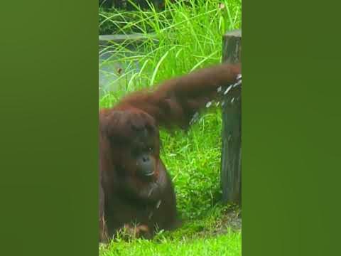 Smart orangutans - YouTube